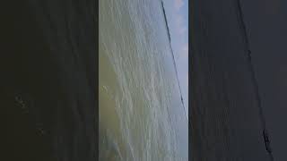 Irrawaddy Dolphin Chilka Lake dolphin lake marinelife chilka odisha youtubeshorts [upl. by Israeli]