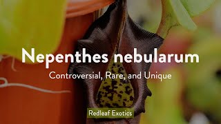 Nepenthes nebularum Controversial Rare and Mysterious [upl. by Dann]