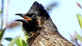 Asian nightingale song  nightingale bird bulbul sound  best bird singing song [upl. by Nelleh714]