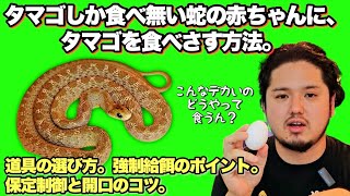 【強制給餌】タマゴヘビの幼蛇の育て方。【飼育方法】 [upl. by Charry]