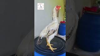 Top class Male chicken Parrot beak Aseel 🐓 [upl. by Trip667]