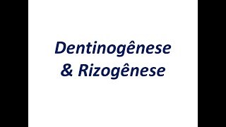 Histologia  Dentinogenese amp Rizogenese [upl. by Jedlicka]