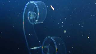 Comb Jellies Kona 2024 [upl. by Heinrik]