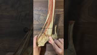 Fibularis peroneal Muscles [upl. by Atiuqahs886]