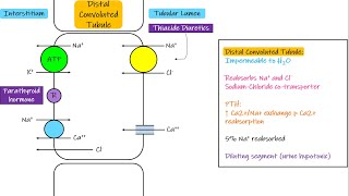 Transport in Distal Convoluted Tubule Chapter 28 part 5 Guyton and Hall Physiology [upl. by Vasilek]