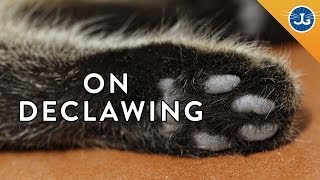 Declawing Jackson Galaxy Just Says No [upl. by Eatnohs316]