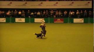 CRUFTS 2010 Heelwork to Music Freestyle Winner [upl. by Salkcin970]