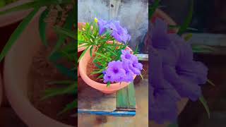 Ruellia simplex flower purple 💜💜 shorts youtubeshorts nature trending garden [upl. by Nissa]