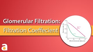 Glomerular Filtration Filtration Coefficient [upl. by Notsej214]