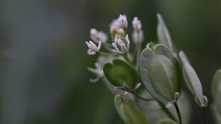 FIELD PENNYCRESS Thlaspi arvense [upl. by Johannah]