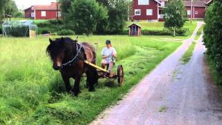 Slåtter med Ardennern Euro [upl. by Aicetel]