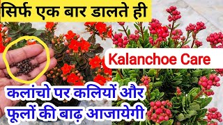 कलांचो पर आजायेगी फूलों की बाढKalanchoe Flower Plant CareHow to grow kalanchoeBest fertilizer [upl. by Paxon]