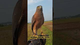 HUNTING QUAIL WITH BROWN GOSHAWK [upl. by Mcarthur998]