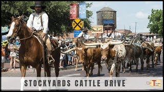 Fort Worth Stockyards Cattle Drive [upl. by Allenod]