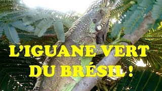 L’Iguane vert du Brésil  The brazilian green Iguana  A Iguana verde brasileira  Azyagur azegzaw [upl. by Ydna555]