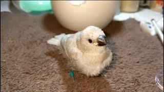 Silver Diamond Firetail Finch Baby 20221002 [upl. by Heddie]