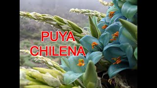 PLANTA Chagual Puya chilensis [upl. by Ocimad226]