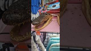 REAL ALLIGATOR HEAD and SHARK FOR SALE alligator shark florida usa usa2024 [upl. by Regor739]