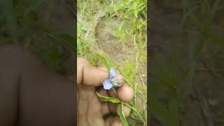 Commelina species Blue petals vs Purple petals [upl. by Thurber22]