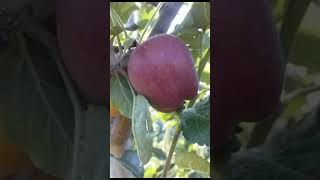 Adam apple variety best performance in 7000 feet Apple Farming channel [upl. by Frost]