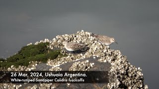 Whiterumped Sandpiper 26 Mar 2024 Ushuaia Argentina [upl. by Aleira285]