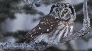 Boreal Owl Hunting in Daylight [upl. by Ari]