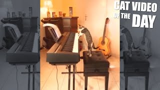 Cat Playing Piano MEME [upl. by Bel]