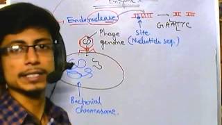 What are restriction enzymes [upl. by Yerrot]