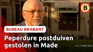 Levenswerk van duivenmelker gestolen  Bureau Brabant [upl. by Srevart]