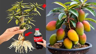 NEWEST TECHNIQUE for propagating MANGO branches with cocacolasuper root growth [upl. by Eudora]