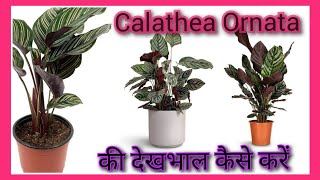 Mastering the art of Pinstripe Calathea care [upl. by Halet]