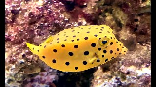 ミナミハコフグ Yellow boxfish Ostracion cubicus Linnaeus [upl. by Doehne]