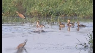 Wandering Whistling Duck Dendrocygna arcuata at Fogg Dam NT Australiamp4 [upl. by Odo467]