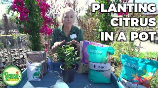 How To Plant A Citrus Tree In A Pot So It Bears Tons Of Fruit Complete Guide [upl. by Eicarg]