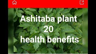 👉Ashitaba plant teacoffee capsule health benefits [upl. by Anoirtac]