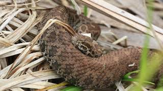 Eastern Massasauga Rattlesnake Conservation [upl. by Jolene525]