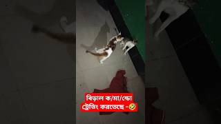 Cat 🙂 shorts video 🔥 short video trending cat catlover trendingshorts youtubeshorts shorts [upl. by Acnaib]