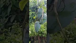 Tasty Mango On My Farm । আমার গাছের আম [upl. by Wivina]