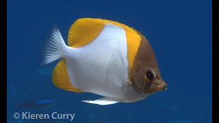 Pyramid Butterflyfish  Hemitaurichthys polylepis [upl. by Arres285]