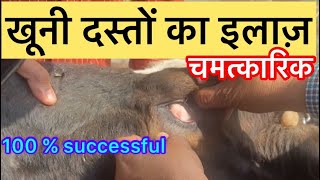 Bloody diarrhoea in cow l Treatment of diarrhoea with blood l खूनी दस्तों का इलाज I dr umar khan [upl. by Derril]