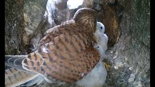 Hilarious Footage of Kestrel Chicks Misbehaving at Bedtime  Discover Wildlife  Robert E Fuller [upl. by Annwahsal600]