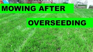 Backyard Overseed Update  When to Mow After an Overseed [upl. by Kylila615]