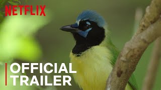 Birders  Main Trailer  Netflix [upl. by Bjorn]