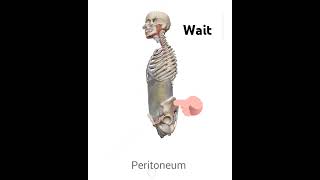 Peritoneum anatomy membrane  peritoneum is serous membrane that lines the abdomen and pelvis [upl. by Alleacim]