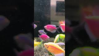 TIPS MEMAKSIMALKAN RUMAH BAKTERI DI AQUARIUM petfish aquascapegallery freshwaterfish aquarium [upl. by Berkman538]