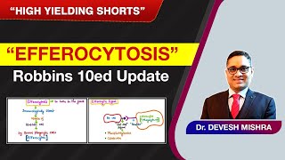 High Yielding Shorts53 HYS53 quotEfferocytosisquot Robbins 10ed Update by Dr Devesh Mishra [upl. by Nodroj161]