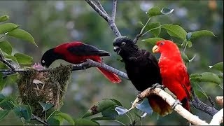 Nature And Wildlife Video – Bird and animal is beautiful creature on our planet [upl. by Nuawd]