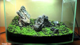 Hemianthus Callitrichoides HC  Cuba Time Lapse [upl. by Ellehcor914]