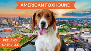 American Foxhound Breed Highlights [upl. by Bowman]