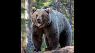 Up Close with Nature A Bear Encounter Adventure all wildlife animals beautiful [upl. by Yadsnil617]